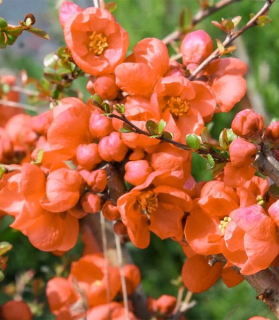 Chaenomeles x superba 'Orange Trail'